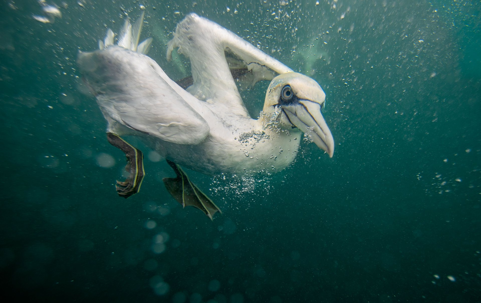 Northern gannet, Morus bassanus